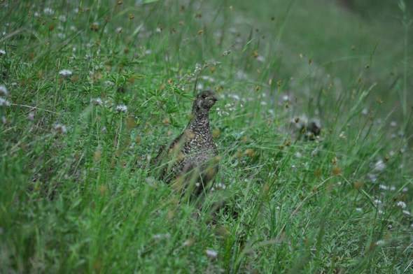 grouse