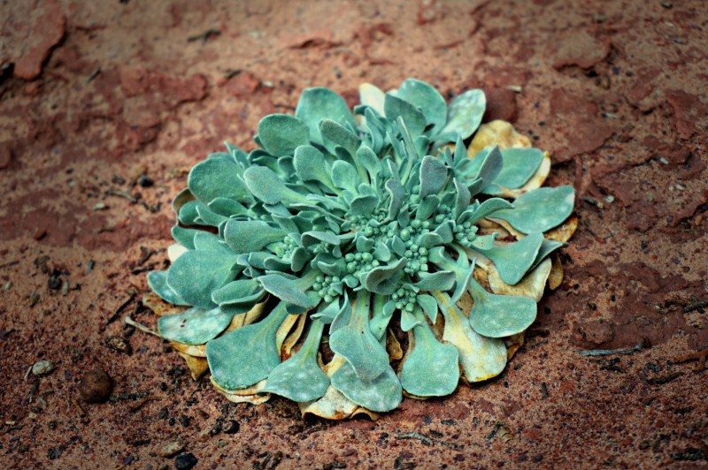 jeep_arch_10