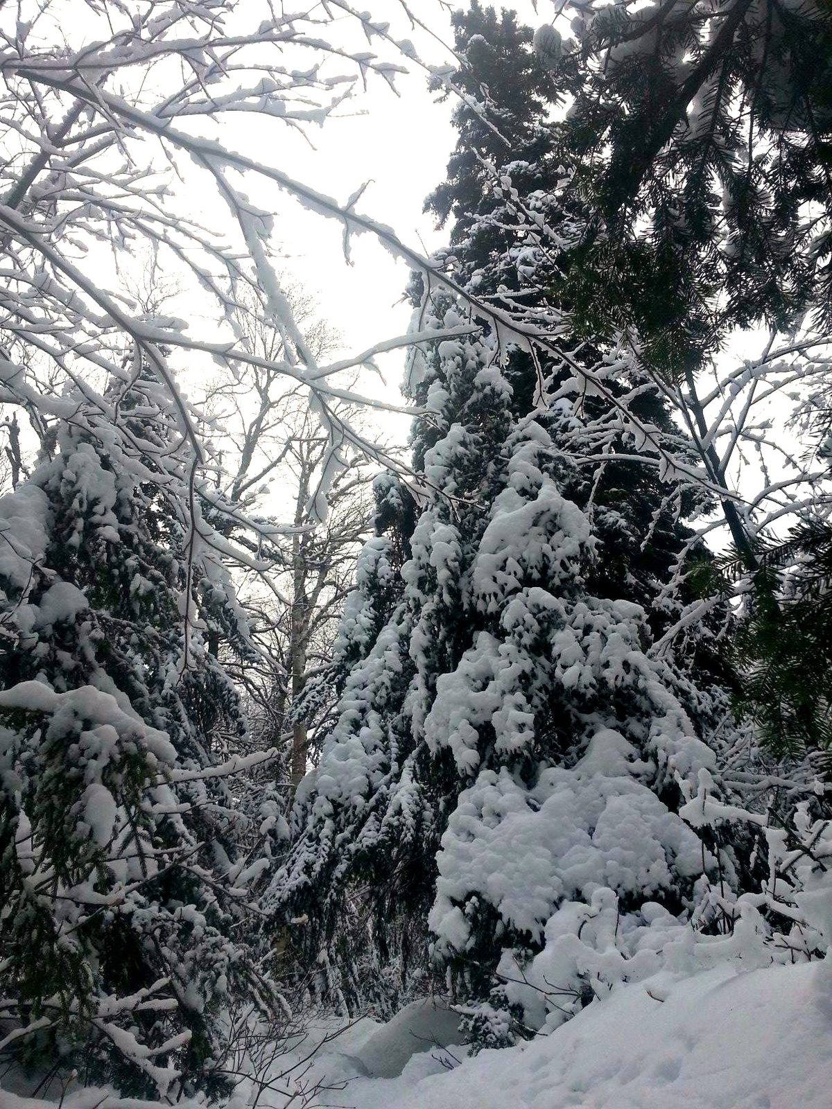 nineteen-mile brook trail