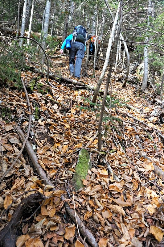 vose spur