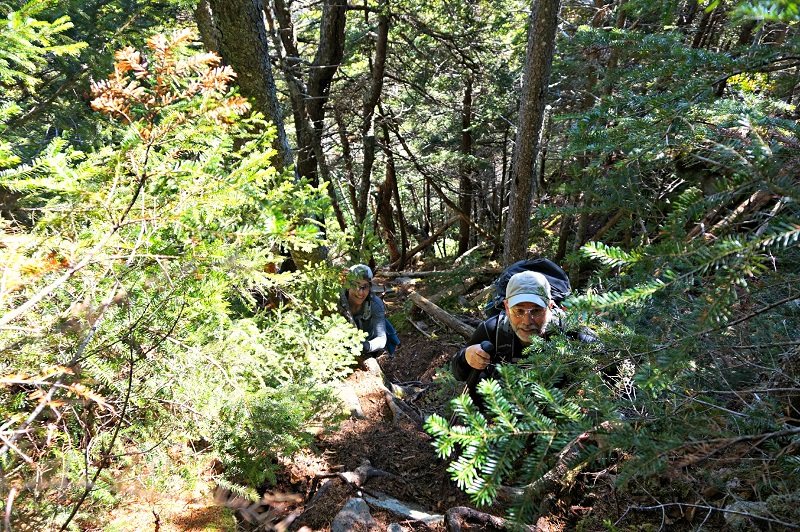 vose spur